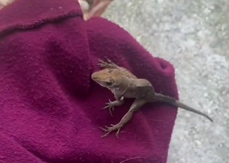 ������������ݸ��˲���С����������� ���Ŷ�Ƭ����TikTok����