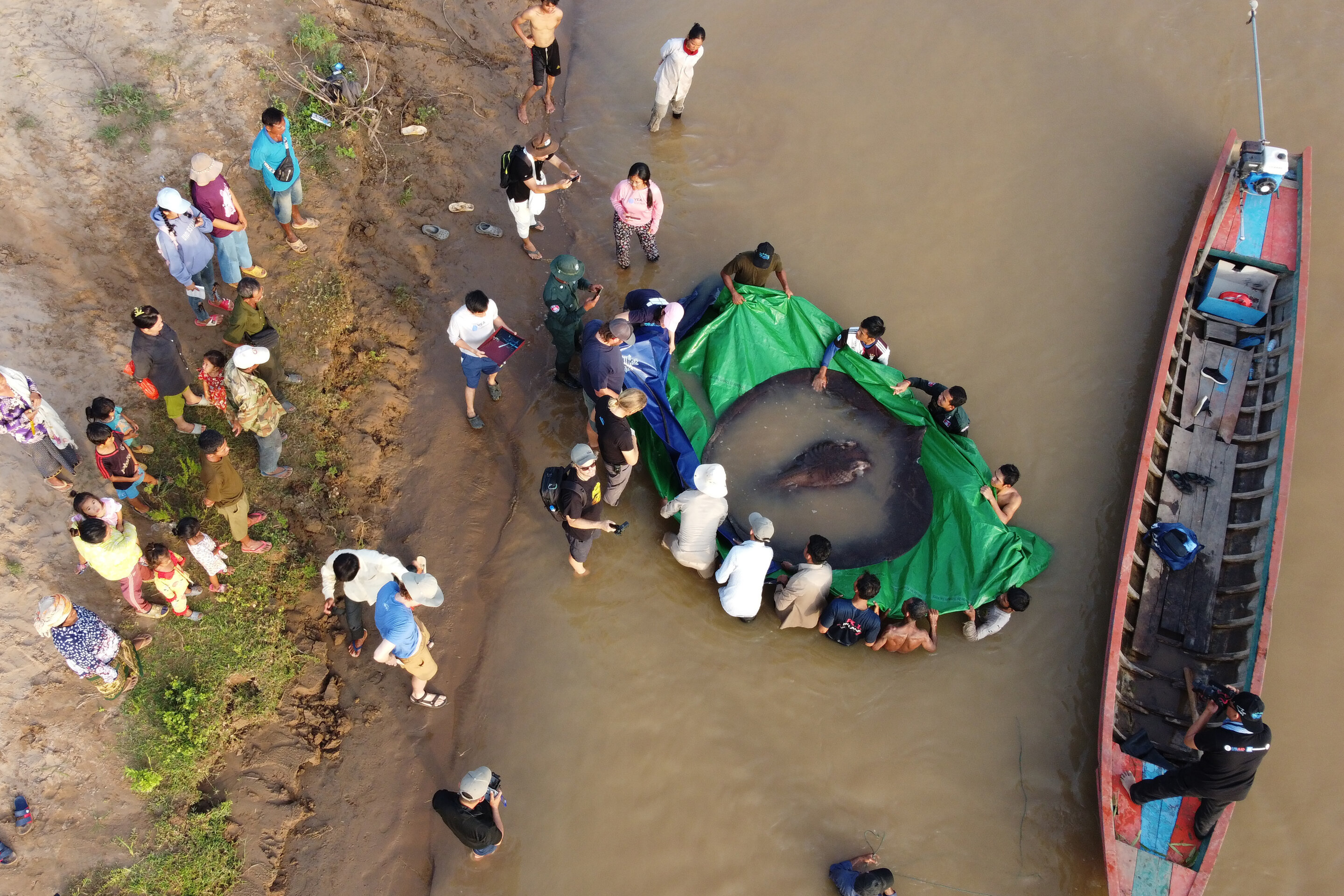 柬埔寨渔民在湄公河流域捕到一条近300公斤重的黄貂鱼 是有记录以来世界上最大淡水鱼