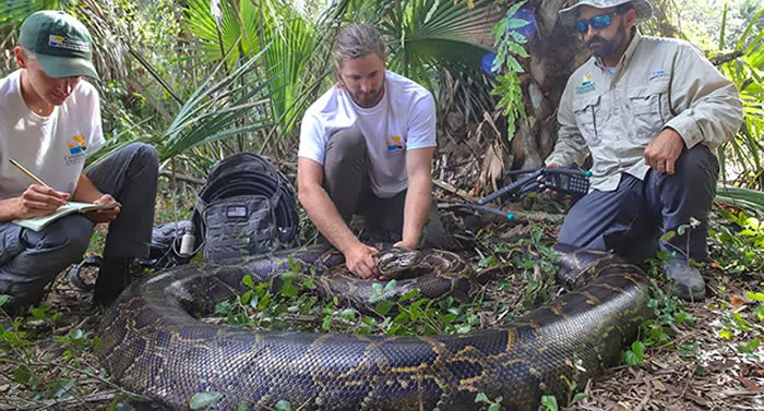 美国生物学家捕获佛罗里达州有史以来最大的缅甸蟒 身长近5.5米