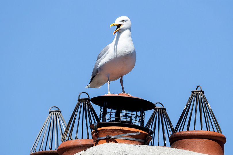 Ӣ����������˹һ������ֻҪ���žͻᱻ��Ÿ����Ļ�