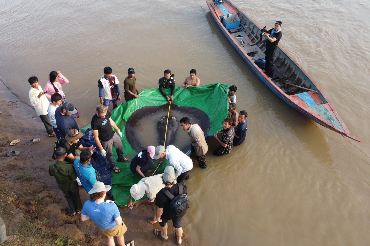 “巨鱼计划”研究人员在柬埔寨北部湄公河捕获巨无霸查菲窄尾魟 刷新最大淡水鱼纪录