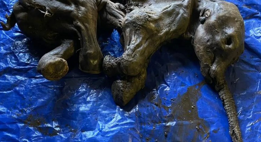 加拿大育空地区发现北美洲最完整的幼年猛犸象木乃伊 命名为Nun cho ga