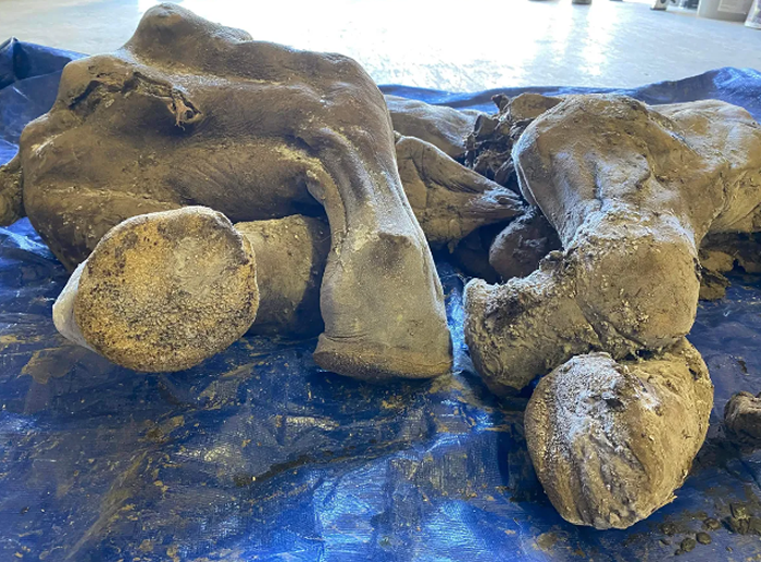 加拿大育空地区发现北美洲最完整的幼年猛犸象木乃伊 命名为Nun cho ga