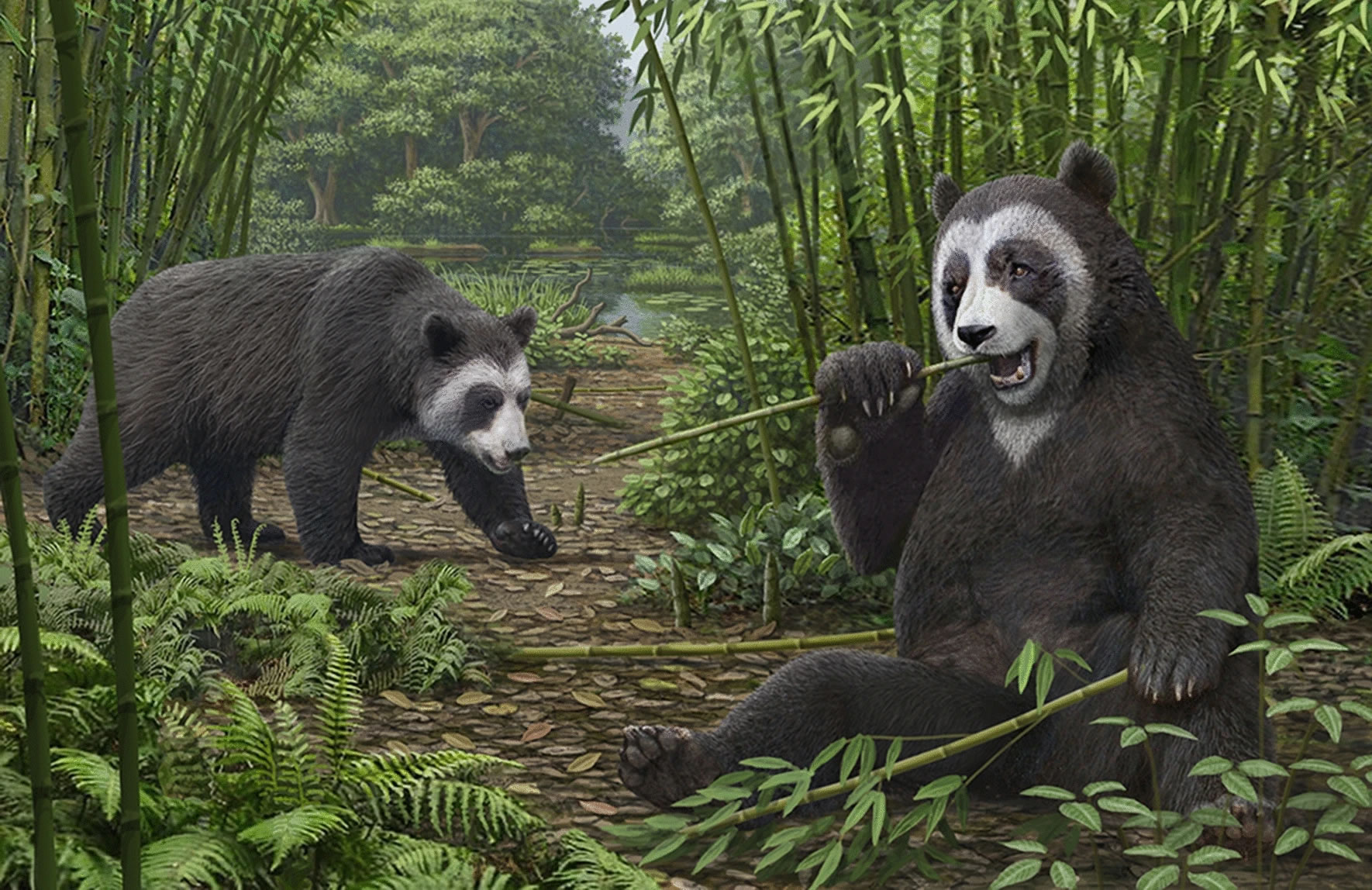 始熊猫的伪拇指将大熊猫吃竹子的历史追溯到600万年前