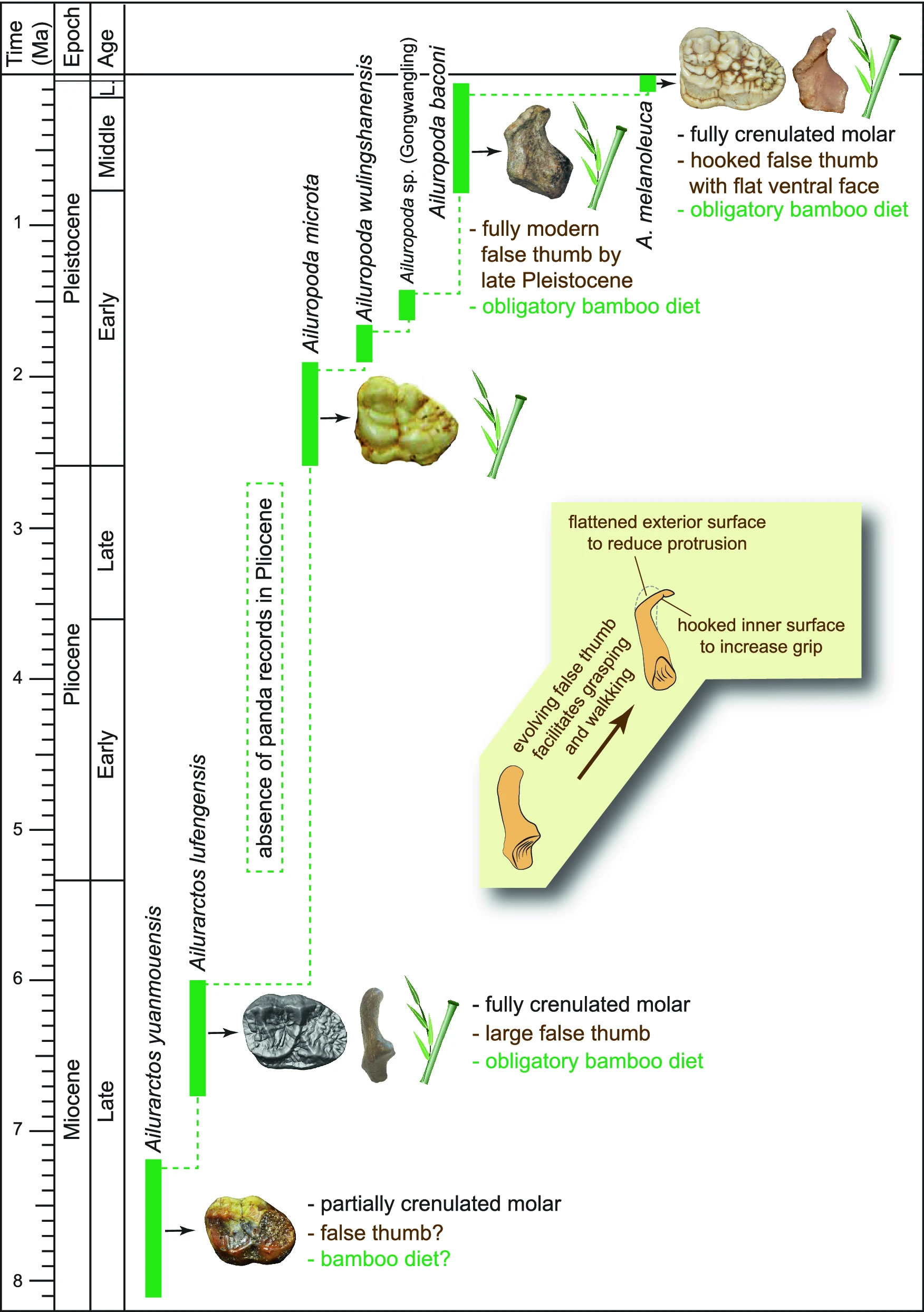 始熊猫的伪拇指将大熊猫吃竹子的历史追溯到600万年前