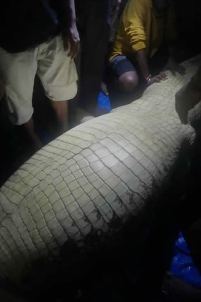 印尼西巴布亚省建筑工人遭河中鳄鱼拖进水里 隔日发现肚子肿胀的鳄鱼