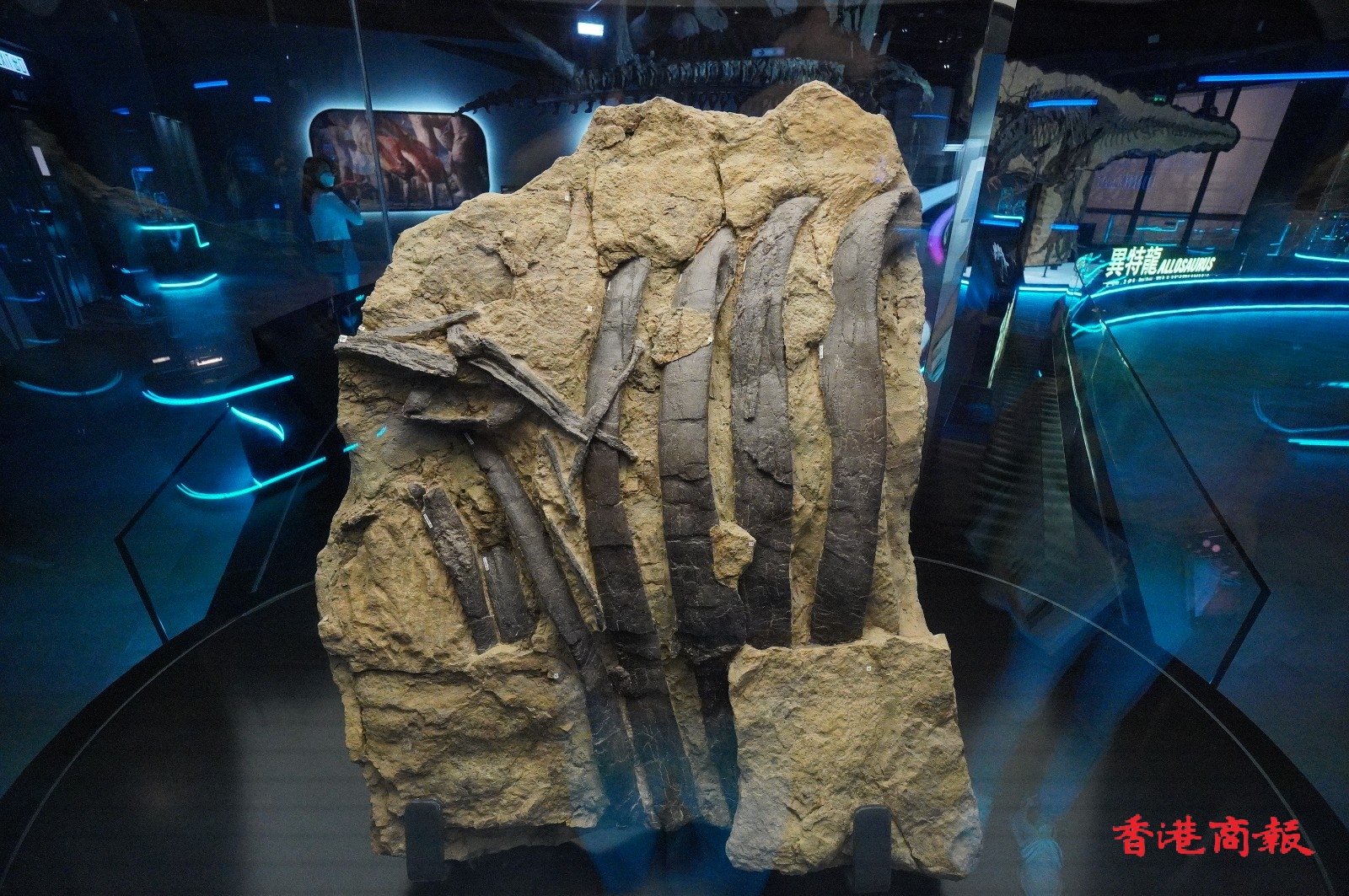 香港科学馆7月8日起举行大型恐龙展览