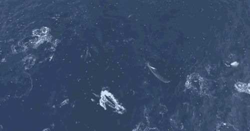 南极洲长须鲸曾几乎被猎杀到灭绝 现在它们正在恢复