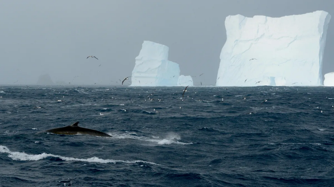 南极洲长须鲸曾几乎被猎杀到灭绝 现在它们正在恢复