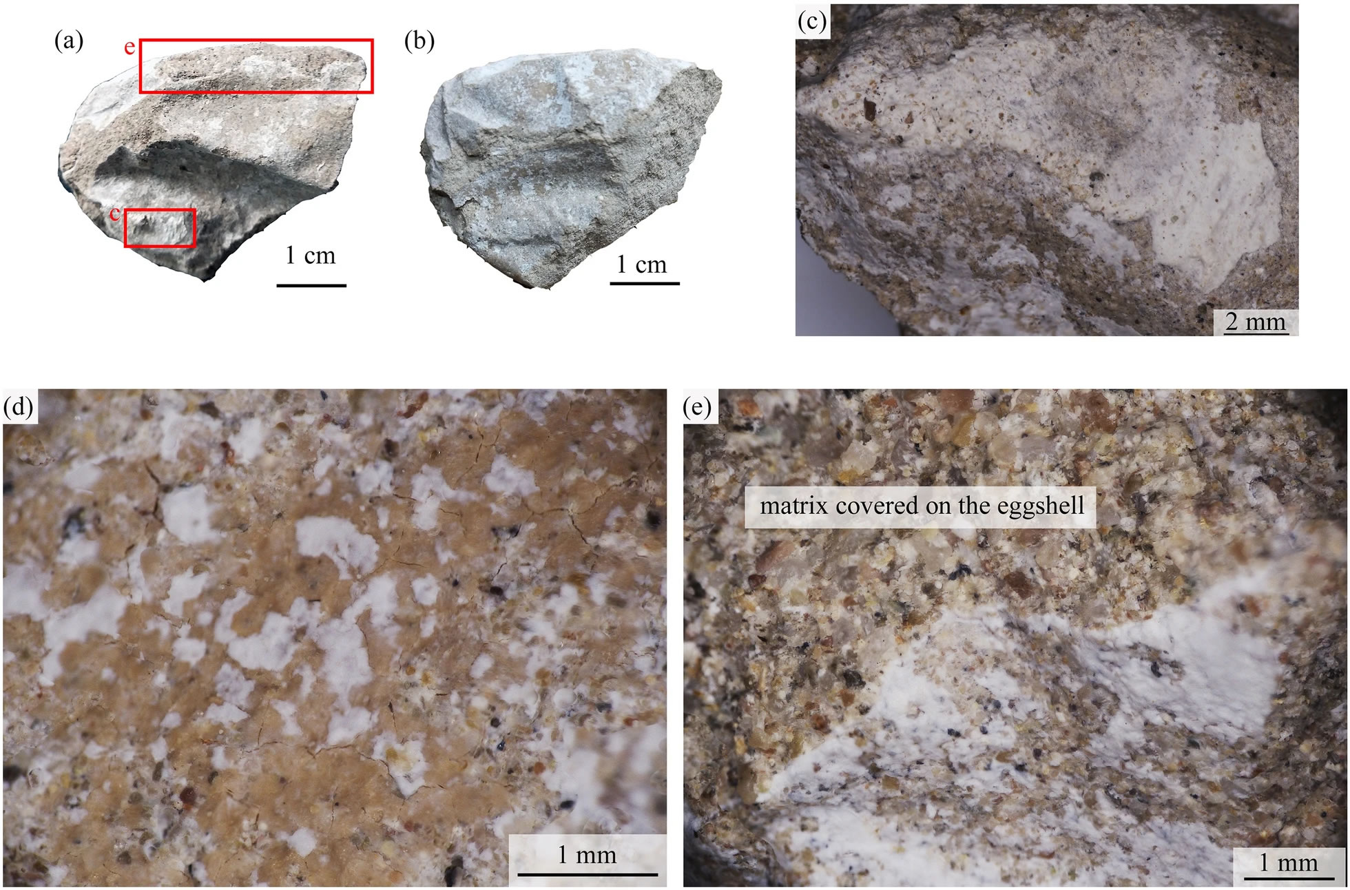 哈密翼龙白色蛋壳的主要成分是氟磷灰石