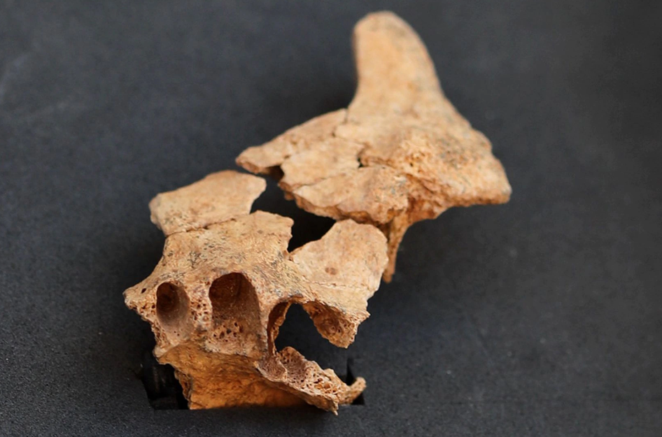 西班牙发现欧洲最古老人类化石 距今约140万年