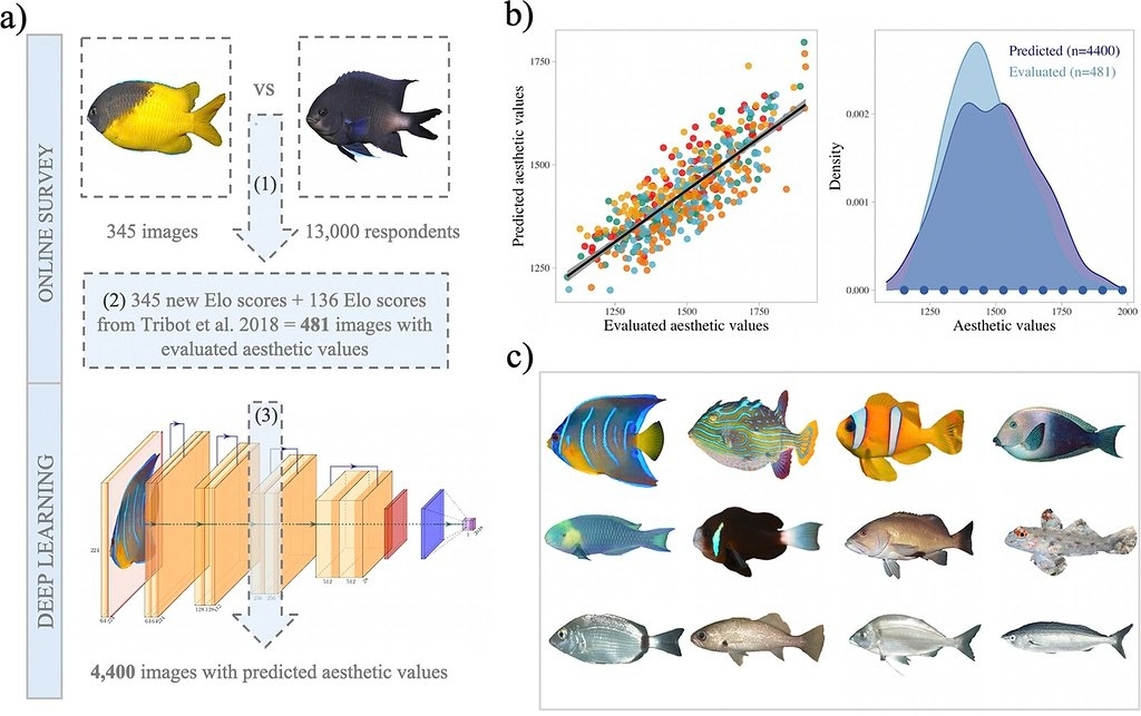 新研究发现较“丑”的鱼类灭绝的风险更高