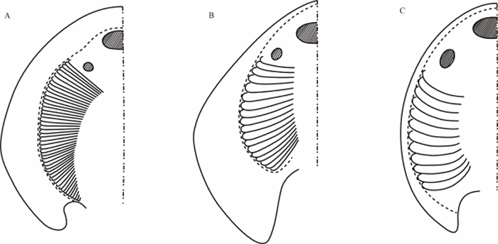 云南楚雄彝族自治州首次发现3.9亿年前中泥盆世盔甲鱼类——东方鱼