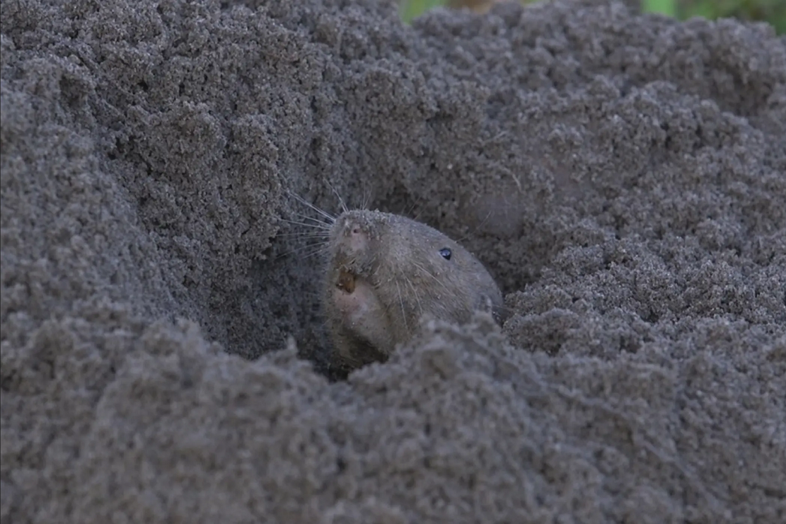 囊鼠(pocket gopher)可能是唯一一种会耕种的非人类哺乳动物