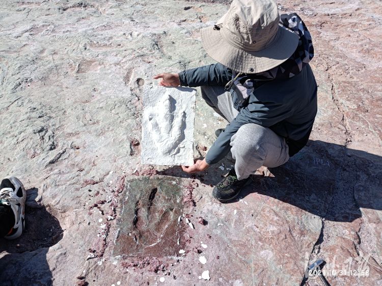 追寻燕赵大地上的“龙迹” 张家口宣化发现国内单点面积最大数量最多的恐龙足迹化石