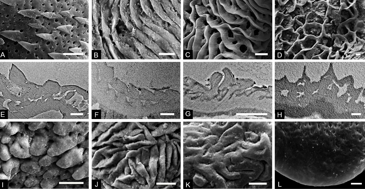 《白垩纪研究》：晚白垩世三突起类花粉研究取得系统性进展