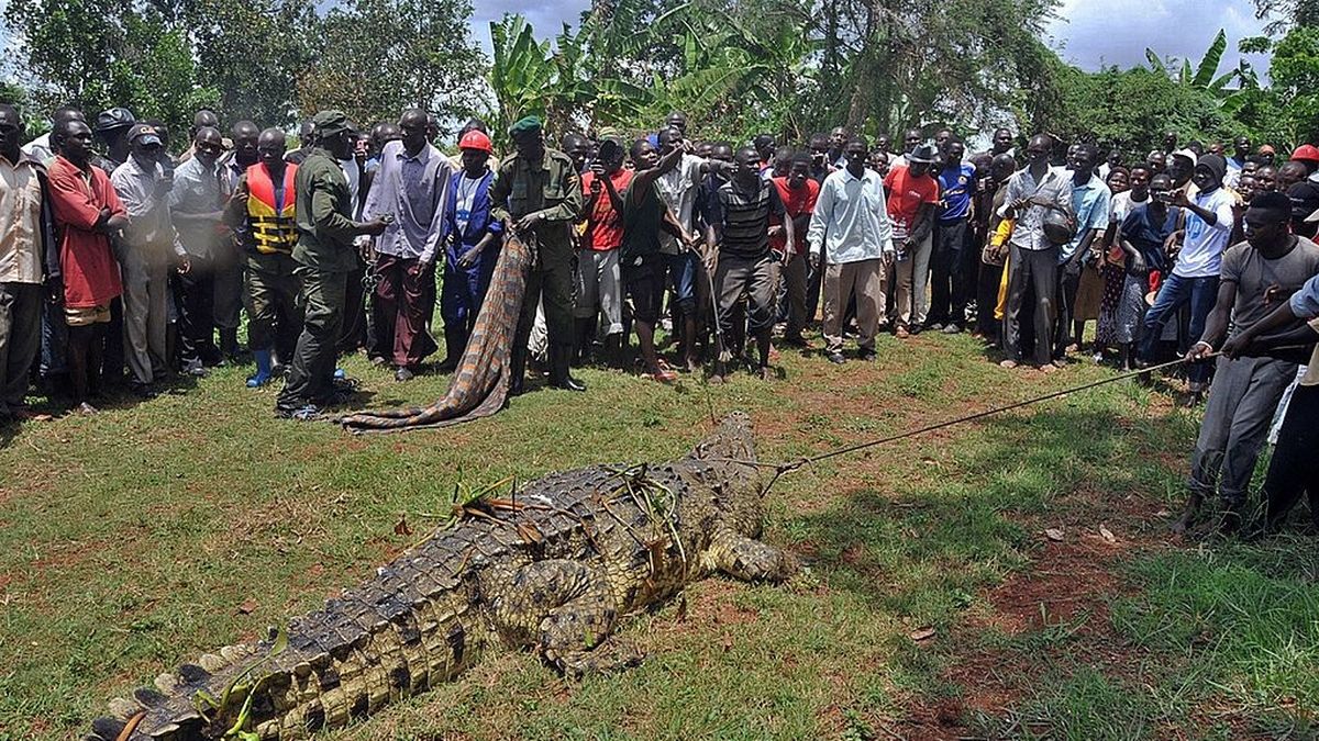 非洲乌干达5公尺长变种巨鳄“本拉登”吃掉至少83人 几乎灭村