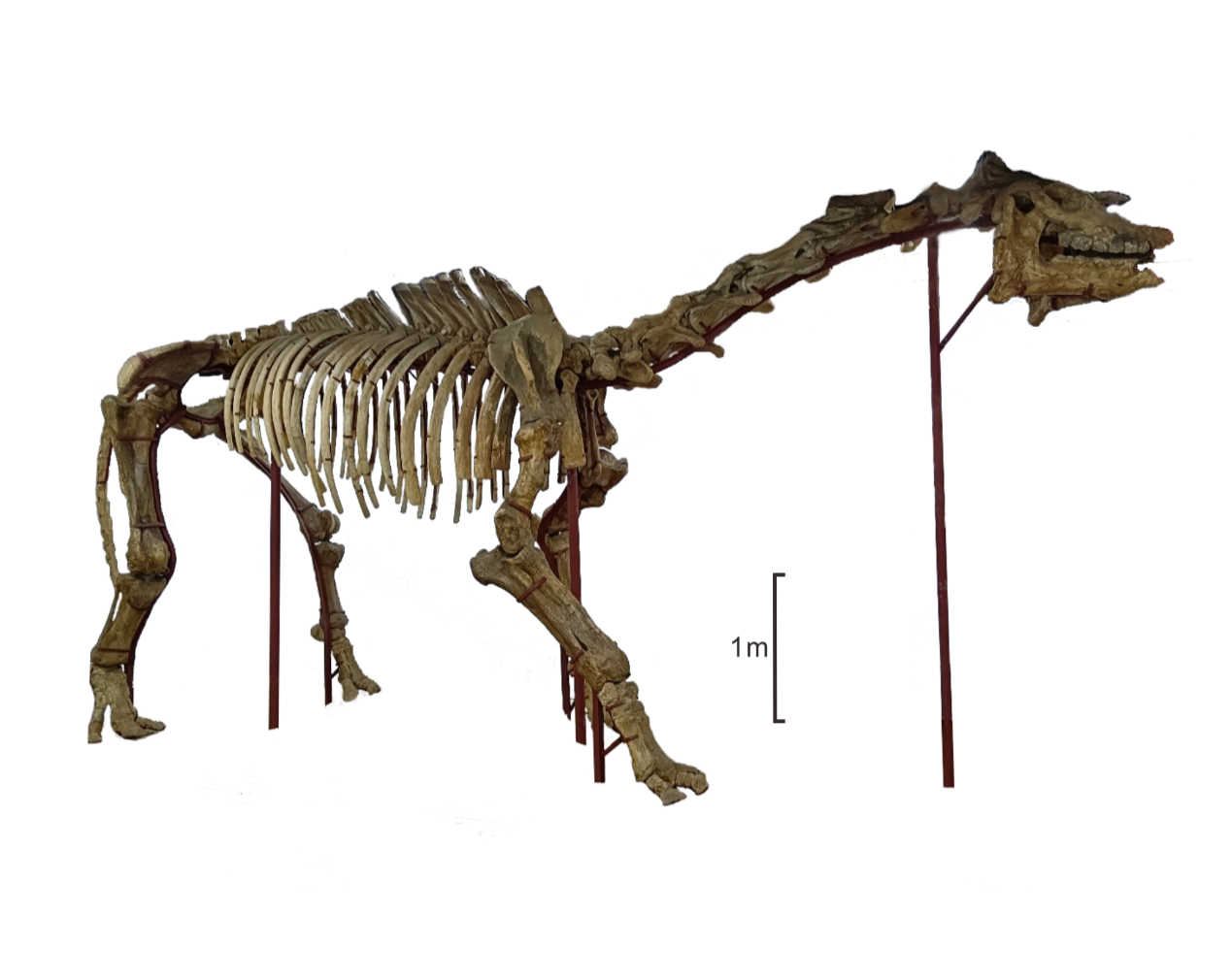 灵武巨犀骨架。 图片由中科院古脊椎所提供
