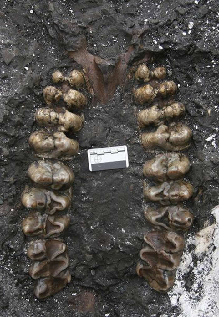 最早的中华乳齿象化石