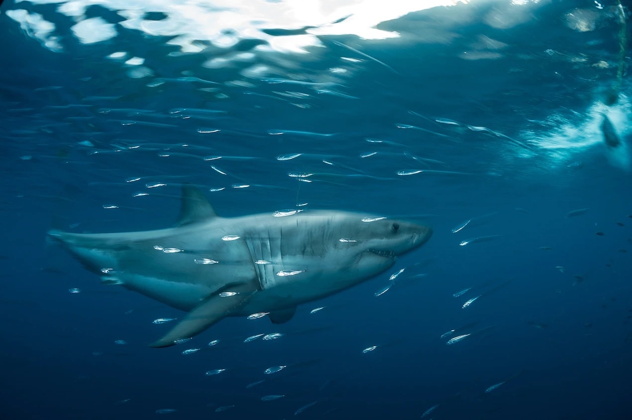 新研究发现：为了偷袭猎物 大白鲨可能会改变身体颜色