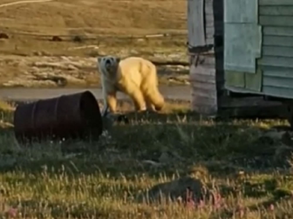 俄罗斯一只嘴里卡着炼乳罐头的北极熊获救