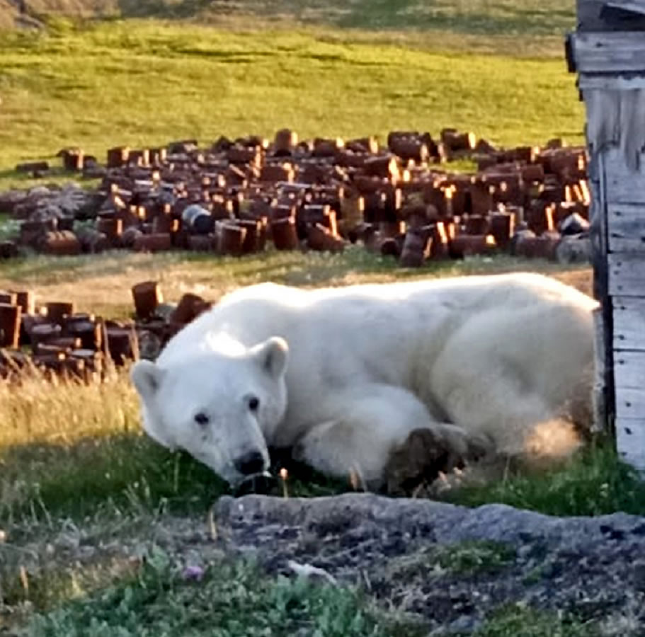 俄罗斯一只嘴里卡着炼乳罐头的北极熊获救