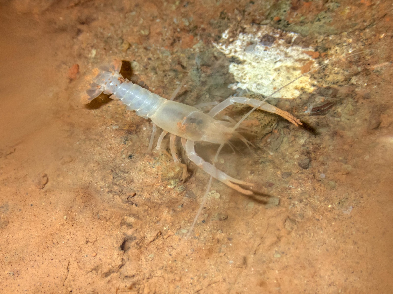 美国阿拉巴马州洞穴中发现被认为已经灭绝的罕见甲壳类动物——螯虾