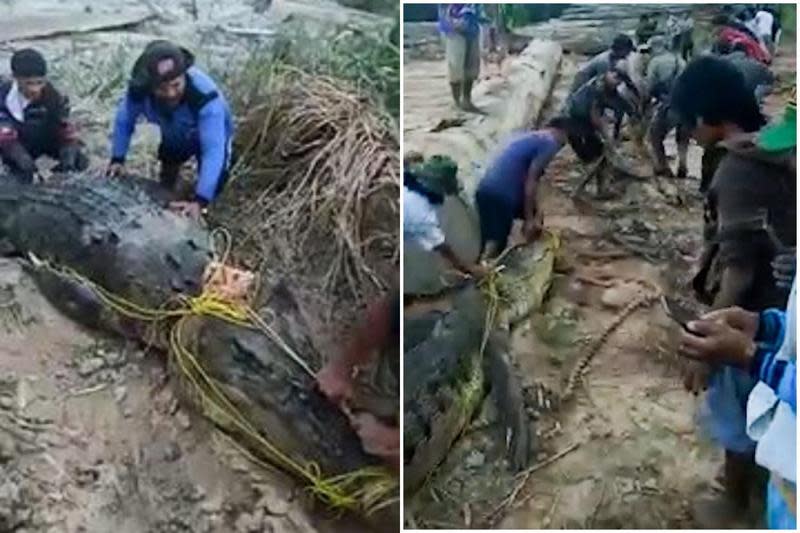 印尼北加里曼丹省男子到河岸捕虾惨遭巨大鳄鱼吞下肚