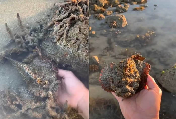 澳洲男子海边戏水踩到“怪石” 捞起原来是世界上最毒的鱼类：石鱼