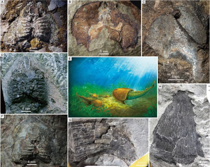 古鱼类化石证据印证4.38亿年前我国长江流域曾存在古海洋——扬子海