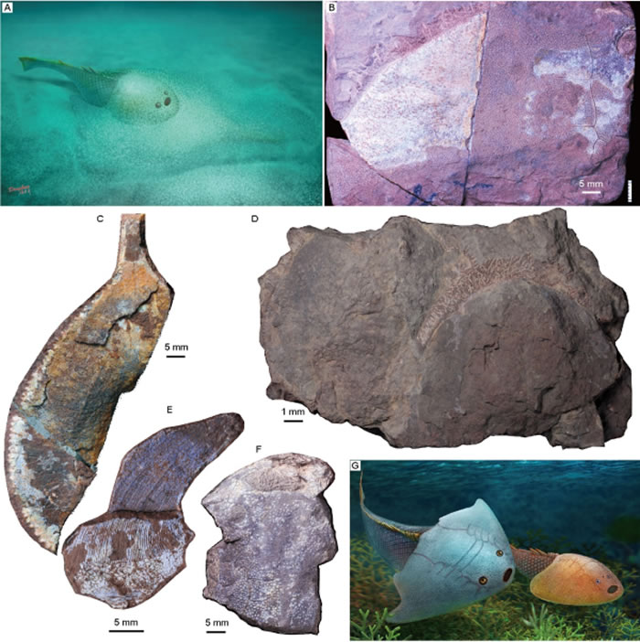 古鱼类化石证据印证4.38亿年前我国长江流域曾存在古海洋——扬子海