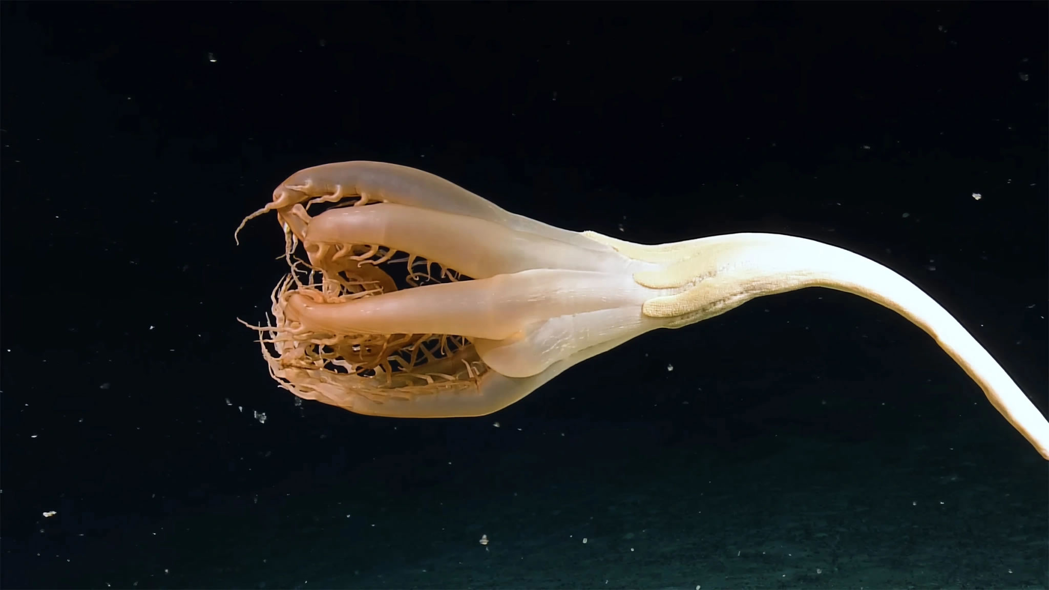 鹦鹉螺号在太平洋深处拍摄到罕见的海洋生物Solumbellula海笔