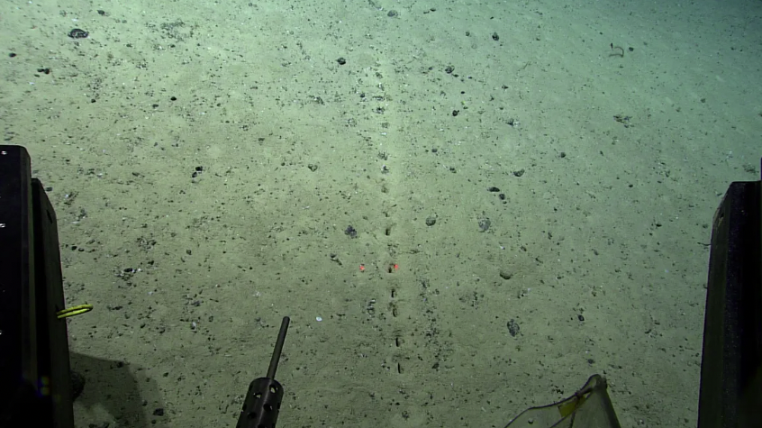 NOAA“Okeanos Explorer”号在大西洋海底看到一些奇怪的洞状结构