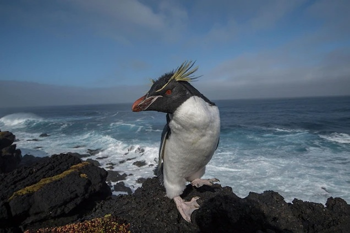 һֻ죨southern rockhopper penguinվϷһϡ PHOTOGRAPH BY THOMAS P. PESC