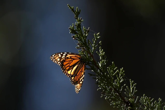 1月份在加州洛斯奥索斯（Los Osos）的「海岸通道帝王蝶保护区」（Coastal Access Monarch Butterfly Preserve）中一棵