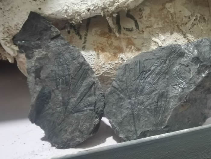乌拉特中旗温更镇温明煤矿下侏罗统地层中发现银杏和枝脉蕨化石