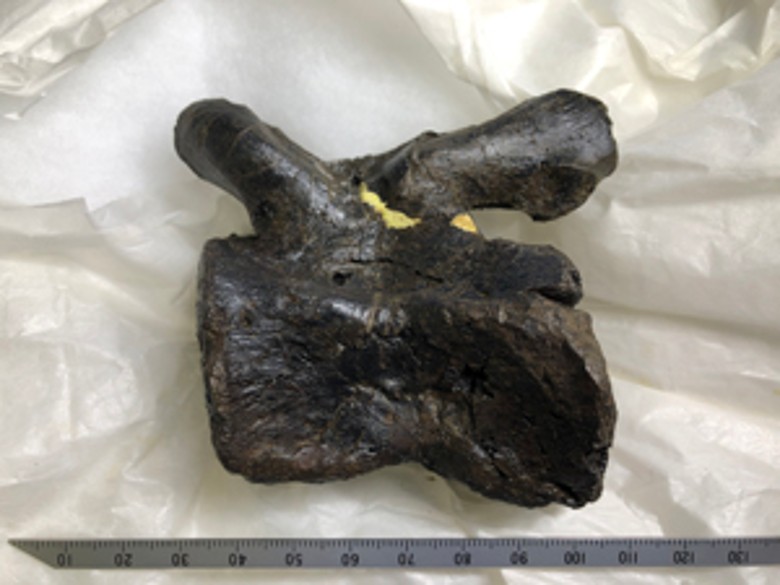 日本德岛县立博物馆展出两块在当地出土的罕见禽龙化石