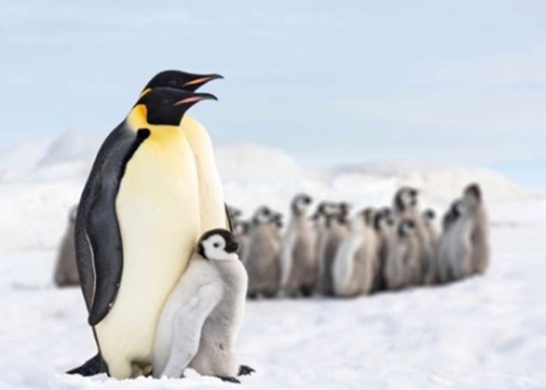 国际团队排序企鹅基因揭逾6000万年演化历程