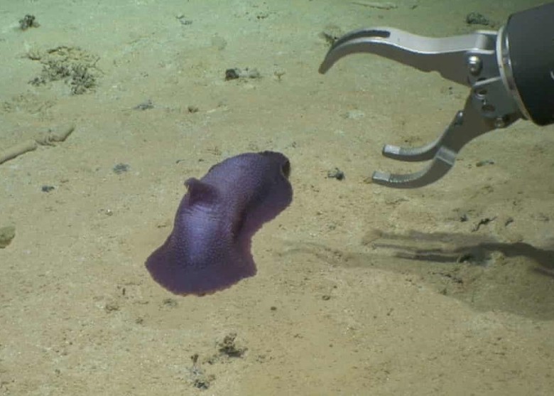 英国自然历史博物馆研究团队在太平洋中部深海发现39个新物种