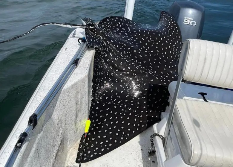 美国家庭参与钓鱼竞技表演 一条大型纳氏鹞鲼(雪花鸭嘴燕魟)突然跳上船产子