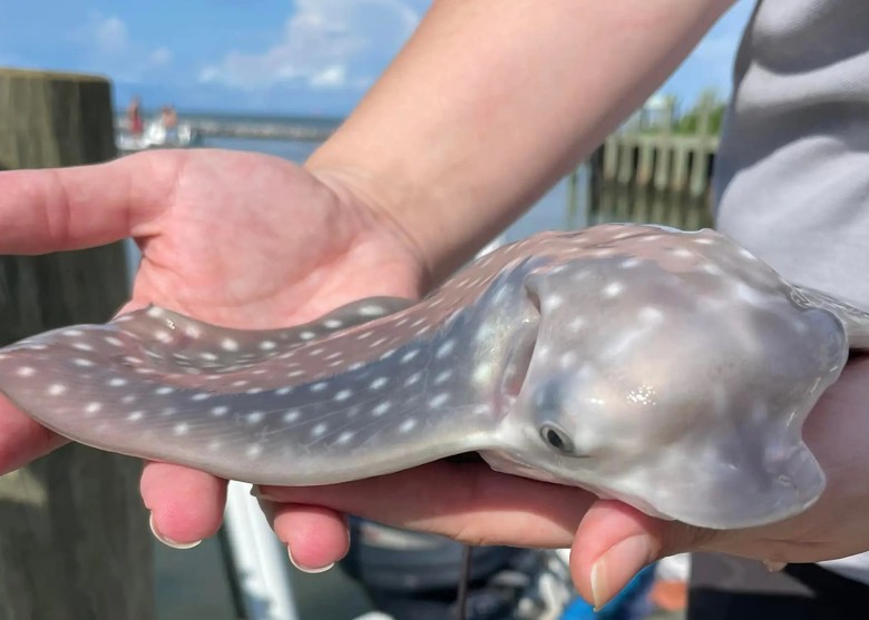 美国家庭参与钓鱼竞技表演 一条大型纳氏鹞鲼(雪花鸭嘴燕魟)突然跳上船产子