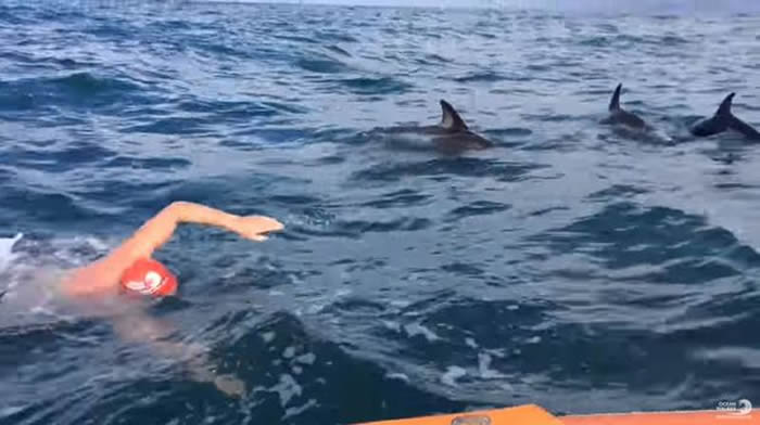 英国游泳选手在新西兰海域碰上大白鲨追击 一群海豚突然现身筑起保护墙