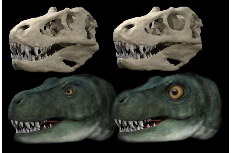 霸王龙原始眼窝眼睛（左）和虚拟圆形眼窝眼睛的头骨与艺术重建。图片来源：Stephan Lautenschlager