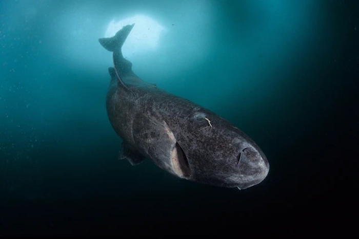 神秘的深海北极鲨鱼——格陵兰鲨在加勒比海出没