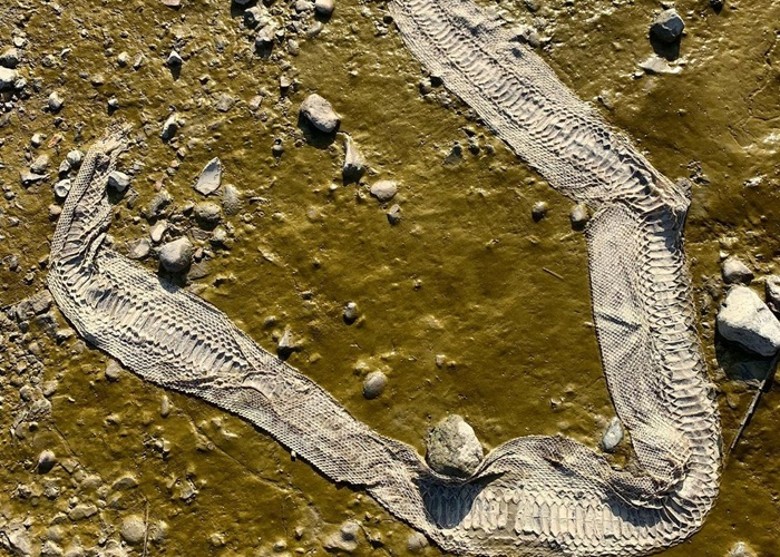 英国男子在泰晤士河河畔发现巨型蛇皮 或来自长1.5米的红尾蚺