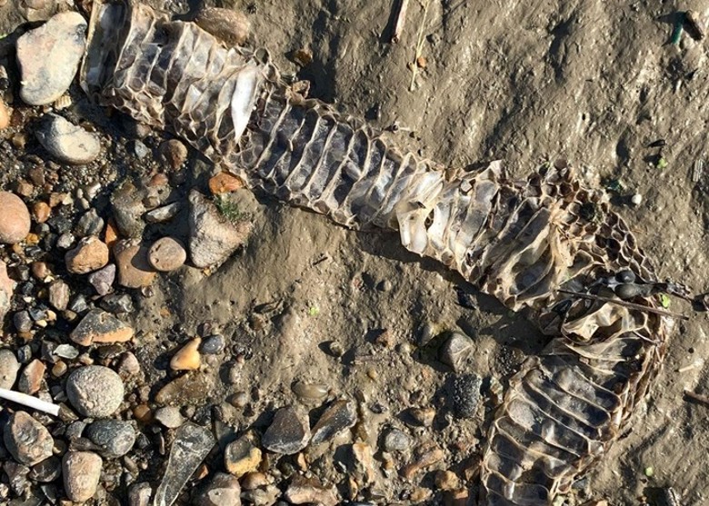 英国男子在泰晤士河河畔发现巨型蛇皮 或来自长1.5米的红尾蚺