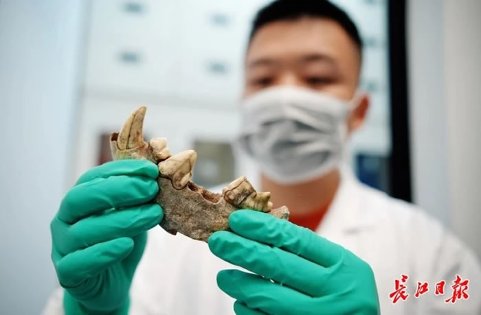 胡家铭展示斑鬣狗化石。长江日报记者何晓刚 摄