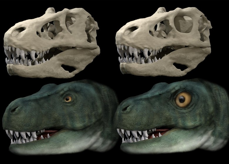 大型肉食恐龙演化出小眼睛 助增猎食咬合力