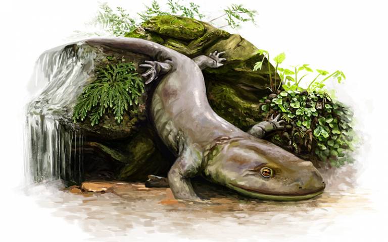苏格兰发现世界上最古老的蝾螈化石 生活在距今1.66亿年前的侏罗纪