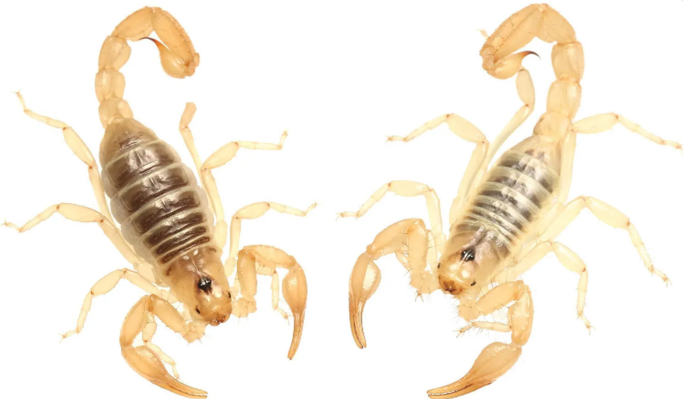 美国加州高中生在社区科学平台中发现两个蝎子新物种